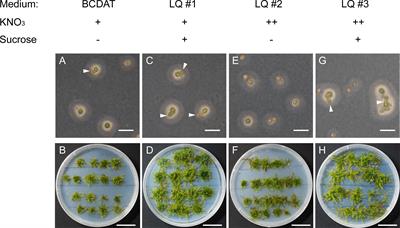 Axenic in vitro cultivation and genome diploidization of the moss Vesicularia montagnei for horticulture utilization